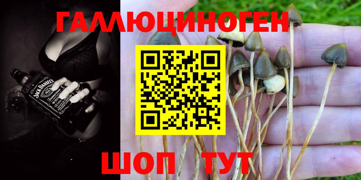 где купить   Псилоцибиновые грибы MAGIC MUSHROOMS  Вход с VPN  Кандалакша  Галлюциногенные грибы Psilocybine cubensis 